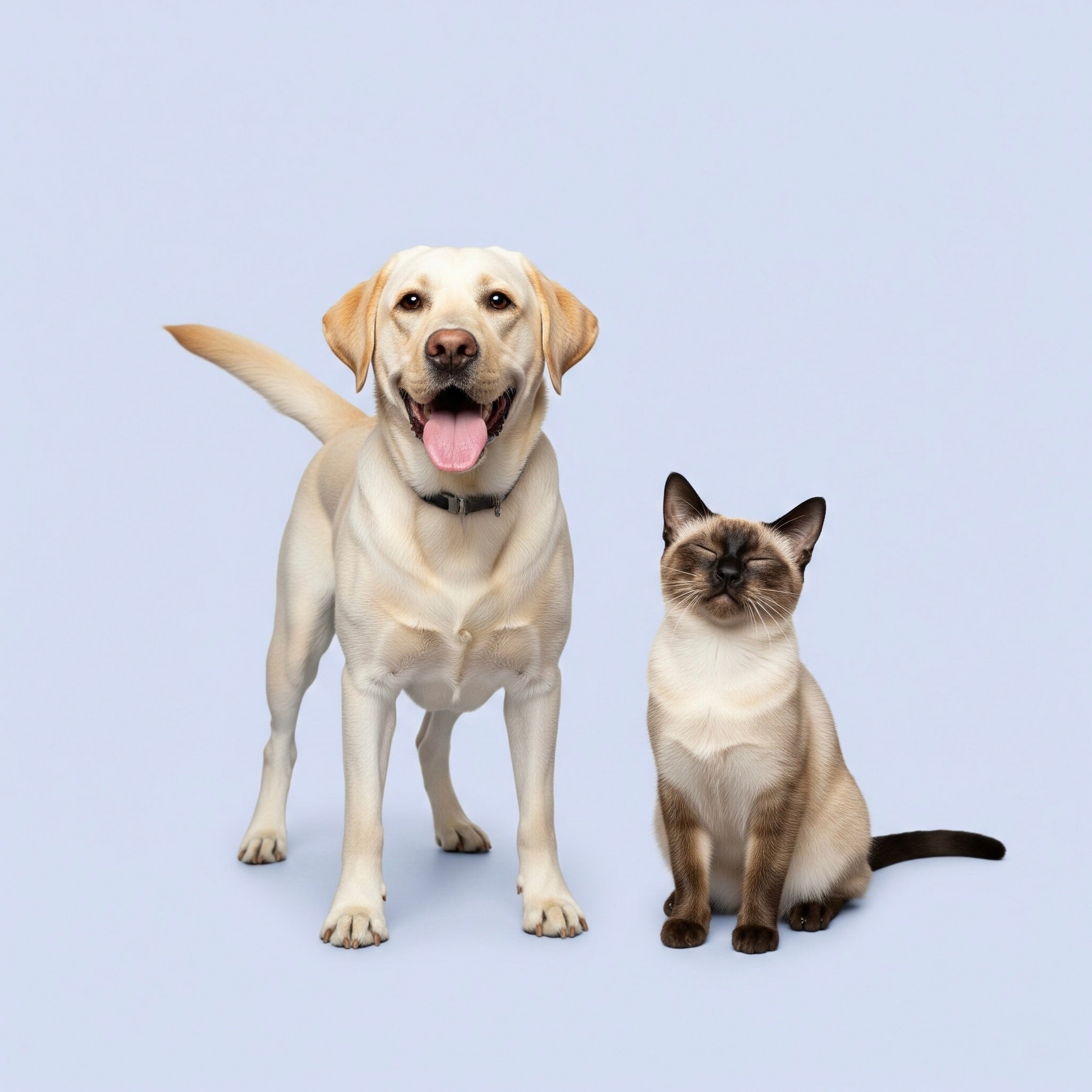 Animal & Pet Supplies